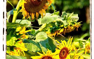 Sunflowers