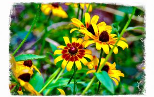 Black-Eyed Susans