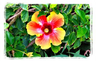 Hibiscus
