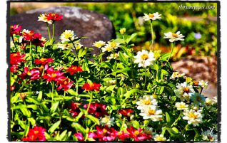 Flowers Everywhere