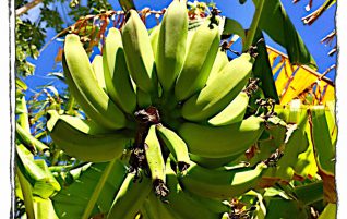 Bananas