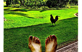Rooster