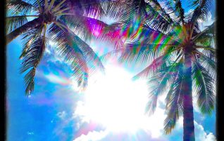 Palms