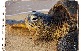 Hawaiian Green Turtle