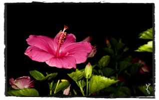 Hibiscus