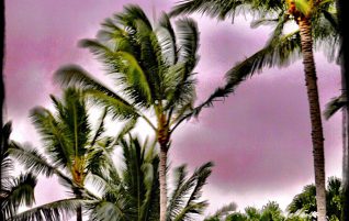 Sunrise, Palms & Mountain