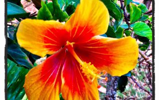 Orange Hibiscus