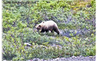 Grizzly Bear
