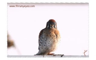 American Kestrel