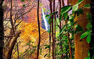 Waipoo Falls thru the Trees