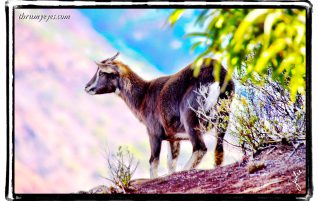 Wild Goat