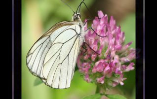 Farfalla Bianca