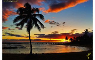 Palm Tree