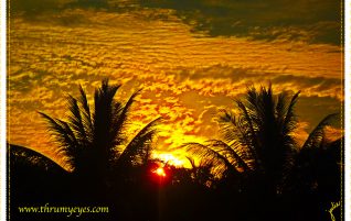 Clouds and Palms