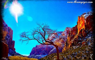 Sun, Tree, Reflection