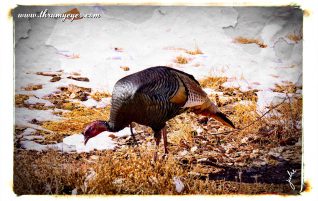 Wild Turkey