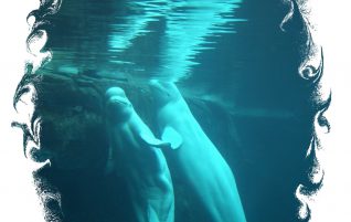 Beluga Whales