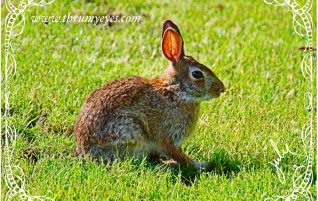 Bunny on Easter