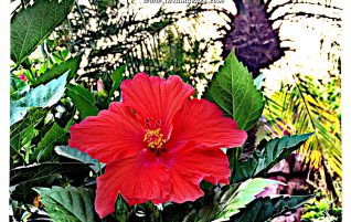 Hibiscus