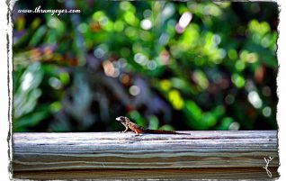 Lizard