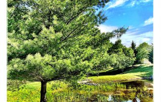 Trees and Pond
