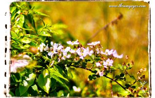 Wild Flowers