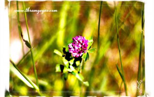 Little Purple Flowers