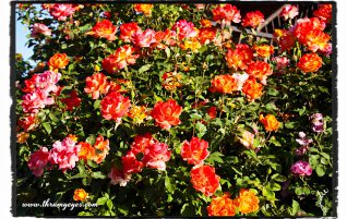 Roses