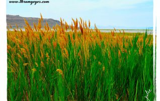 Thru the Wild Grass