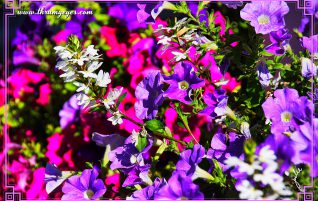 Hanging Flowers
