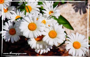 Daisies