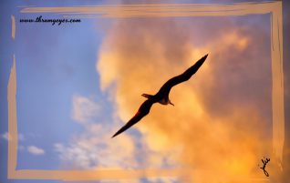 Frigatebird