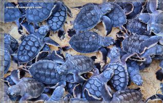 Baby Turtles