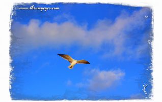 Seagull