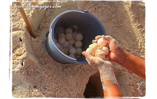 Sea Turtle Eggs