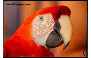 Macaw