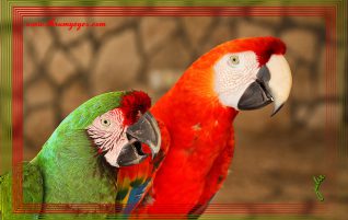 Brilliant Macaws