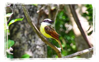 Yellow-Breasted Chat