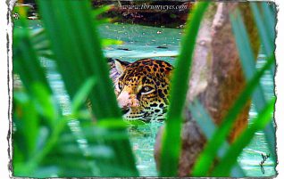 Peeking Thru
