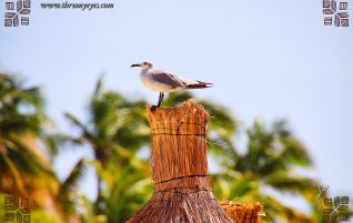Seagull