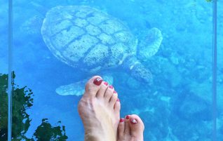 Turtle Swimming Past