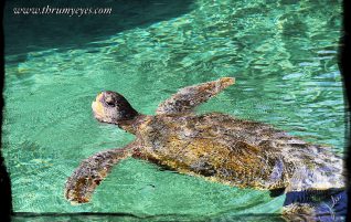 Swimming Past Me