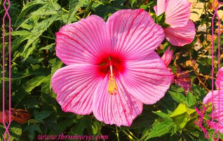 Hibiscus