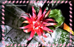 Flowering Cactus