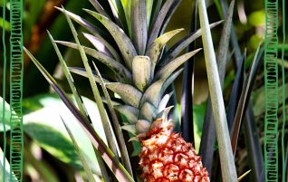 Pineapple
