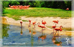 Flamingos