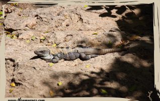 Iguana