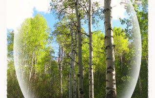 Trees Reaching to the Sky