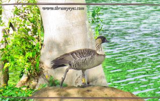 State Bird of Hawaii