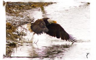 Bald Eagle
